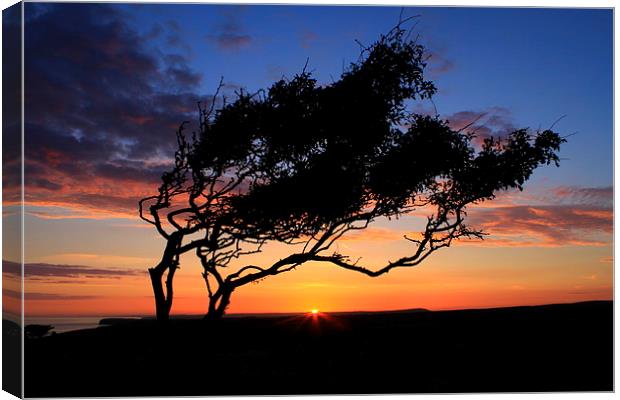  The Lone tree sunset Canvas Print by Ross Lawford