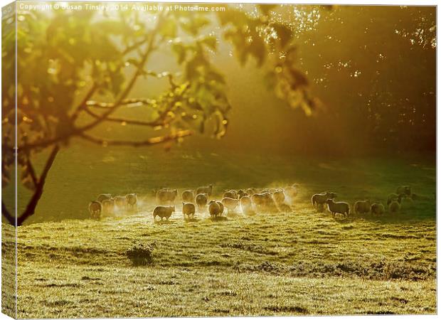 Golden hour Canvas Print by Susan Tinsley