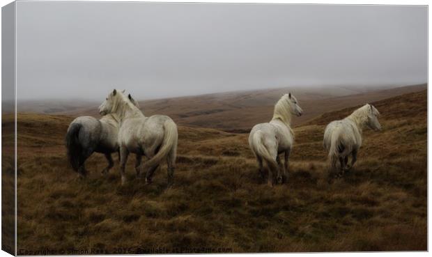 Wild horses in Brecon Beacons National Park  Canvas Print by Simon Rees