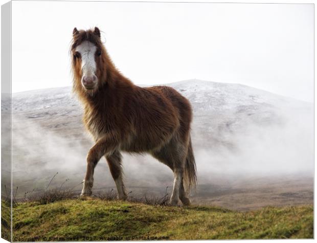 Welsh Mountain Pony in the Brecon Beacons National Canvas Print by Simon Rees
