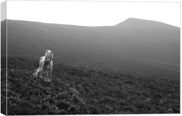 A Wild Pony In The Brecon Beacons  Canvas Print by Simon Rees