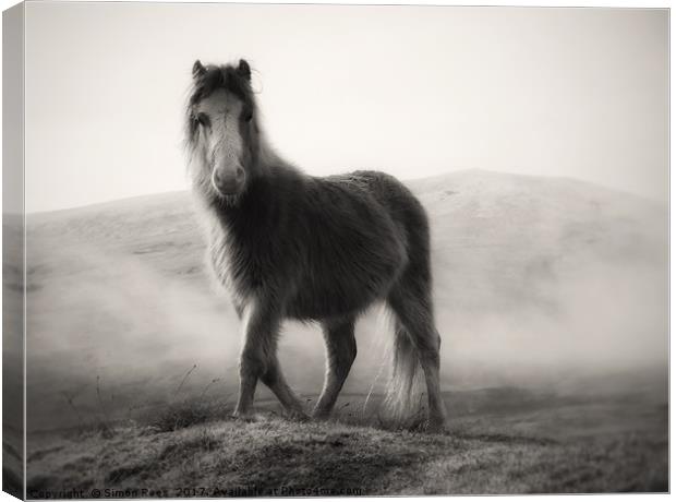 Wild Pony Portrait Canvas Print by Simon Rees