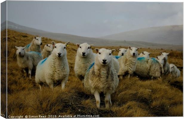                          A Very Welsh Landscape    Canvas Print by Simon Rees