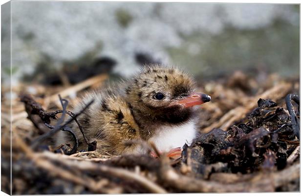  Common Tern chick Canvas Print by Chris Griffin