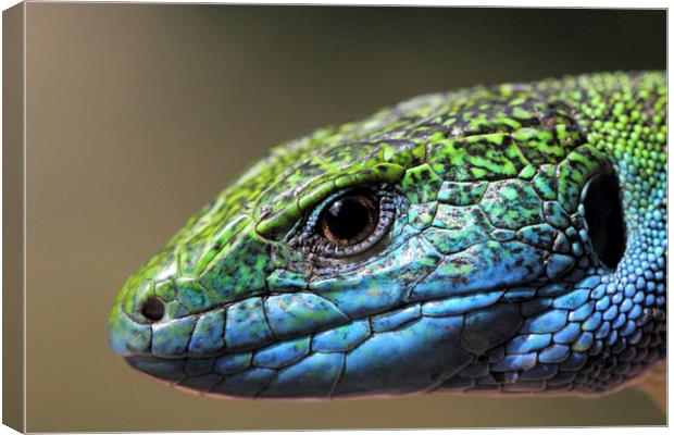  Green Lizard portrait Canvas Print by Chris Griffin