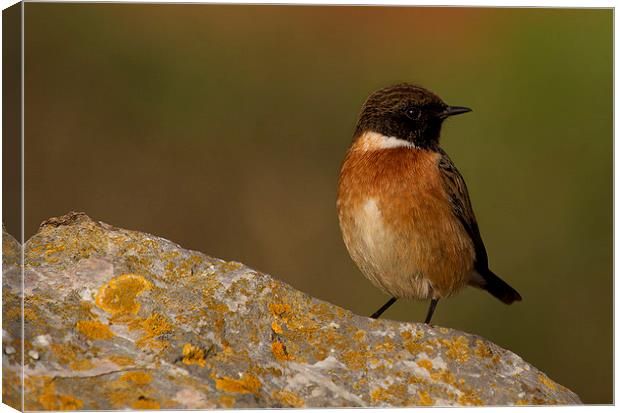  Stonechat Canvas Print by Chris Griffin
