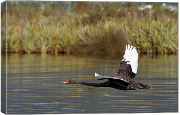  black swan in flight Canvas Print by Peter Righteous