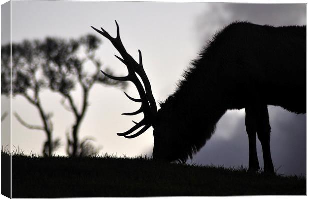  elk stag feeding at sunset Canvas Print by Peter Righteous