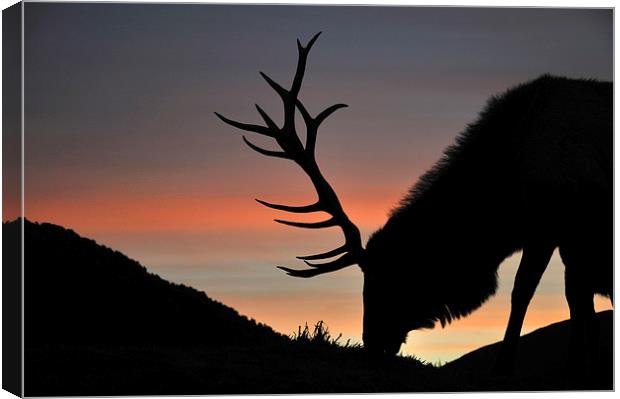 sunset stag Canvas Print by Peter Righteous