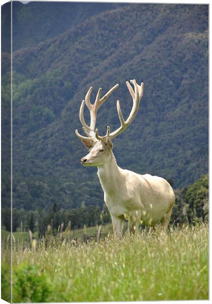 white stag in velvet Canvas Print by Peter Righteous