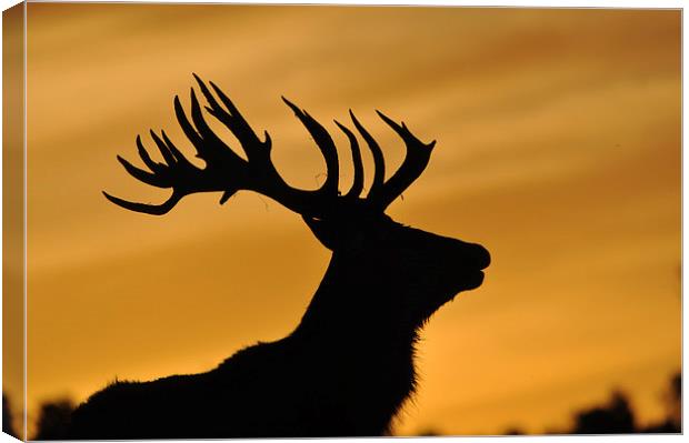 red deer stag at sunset Canvas Print by Peter Righteous