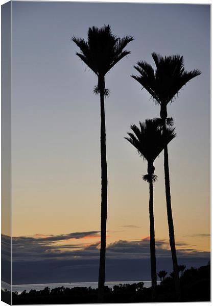 Nikau Palms Canvas Print by Peter Righteous