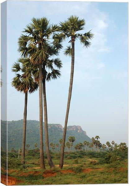 Palmyra palms Canvas Print by Peter Righteous