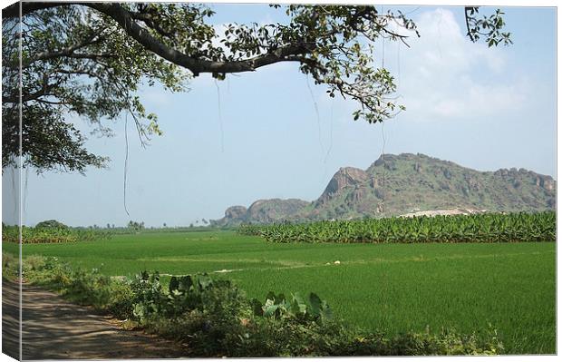 A fig tree frames rice paddies in Southern India Canvas Print by Peter Righteous