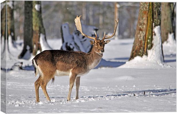 fallow deer in snow Canvas Print by Peter Righteous