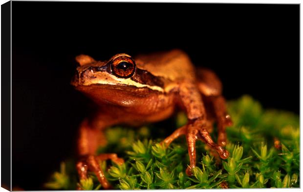 whistling tree frog Canvas Print by Peter Righteous