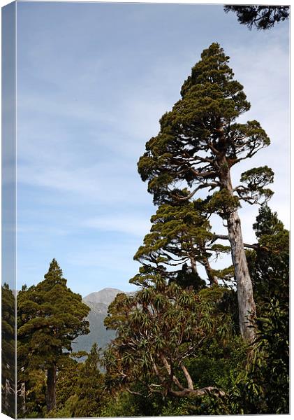 New Zealand Cedar Canvas Print by Peter Righteous