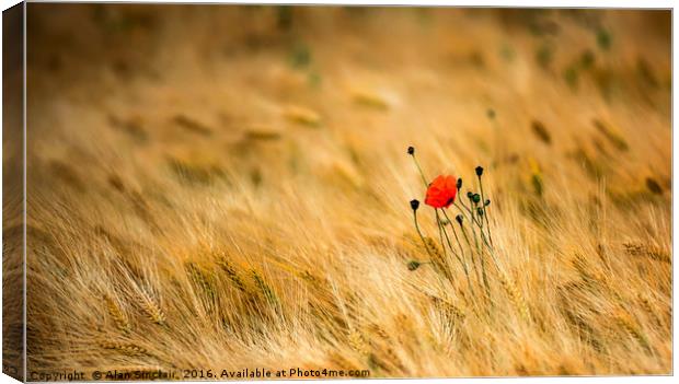 Poppies and Barley Canvas Print by Alan Sinclair
