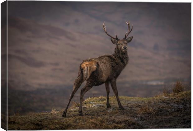 Monarch of the Glen Canvas Print by Alan Sinclair