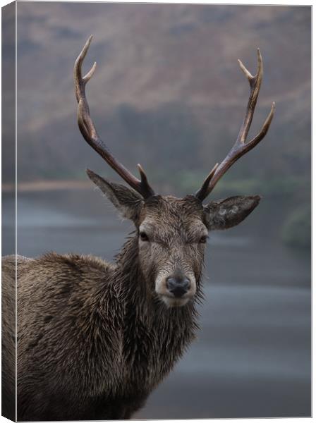 Stag Canvas Print by Alan Sinclair