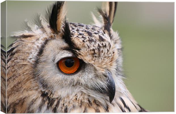 European Eagle Owl Canvas Print by Christopher Grant