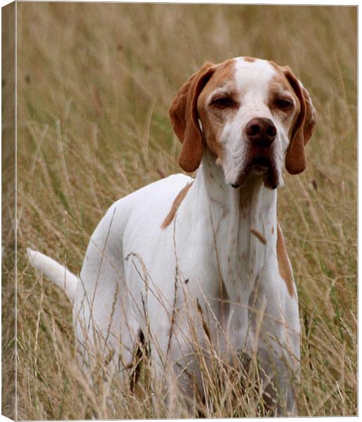 English Pointer Canvas Print by Christopher Grant