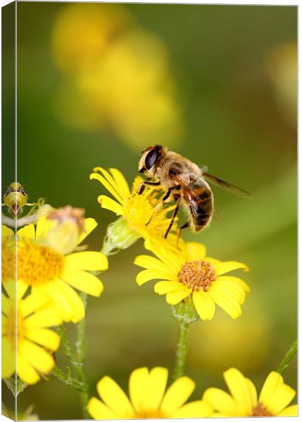 Bee collecting Nectar Canvas Print by Christopher Grant