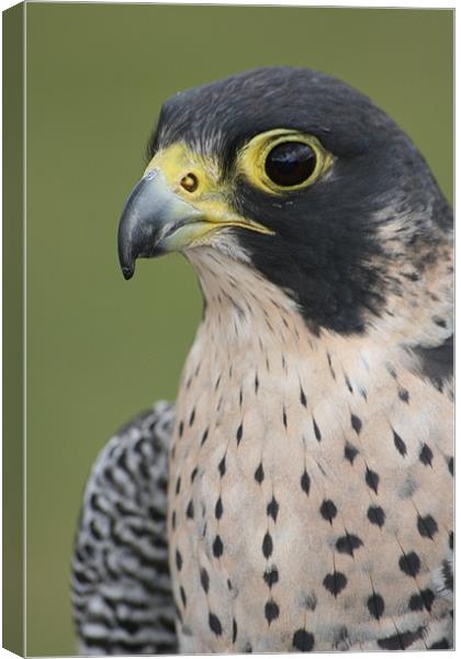 Peregrine Falcon (Falco peregrinus) Canvas Print by Christopher Grant