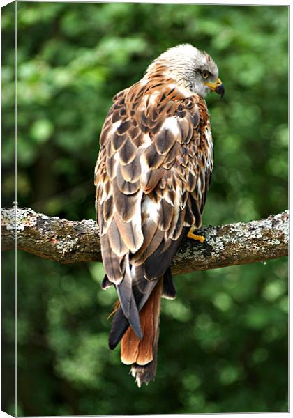 The Red Kite (Milvus milvus) Canvas Print by Christopher Grant