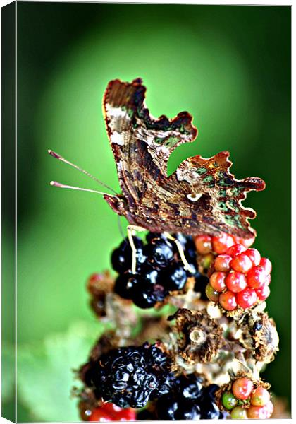 Butterfly attarcted to Summer Fruits Canvas Print by Christopher Grant