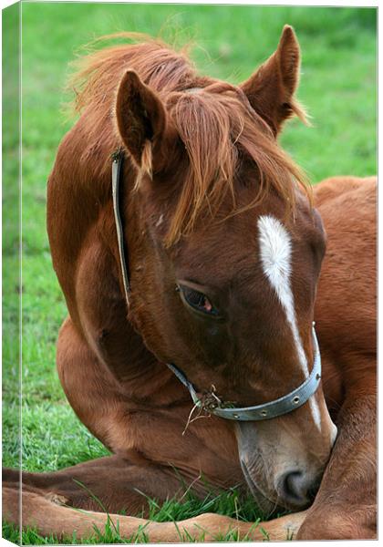 Foal Canvas Print by Christopher Grant