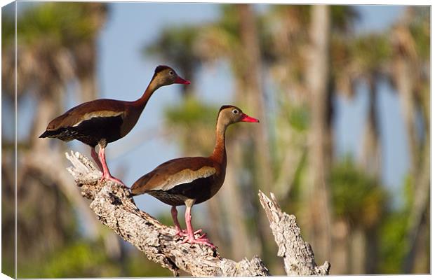 Black-bellied Whistling-duck(Dendrocygna autumnal) Canvas Print by Christopher Grant