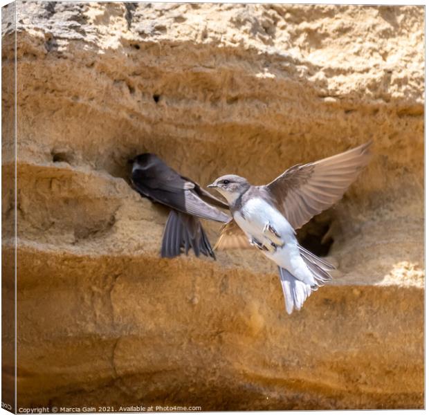 Nesting Sand Martins Canvas Print by Marcia Reay