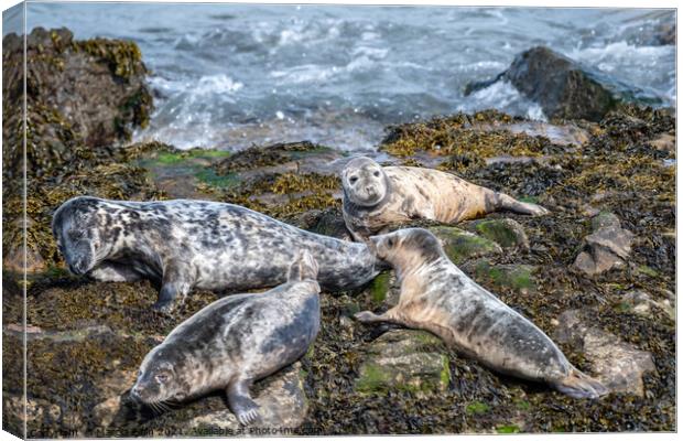 Grey Seals resting on the rocks Canvas Print by Marcia Reay