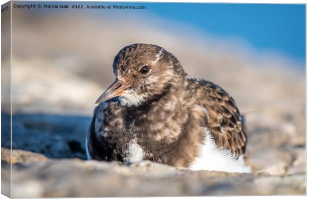 Turnstone resting in the sun Canvas Print by Marcia Reay