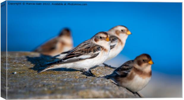 Snow Buntings Canvas Print by Marcia Reay