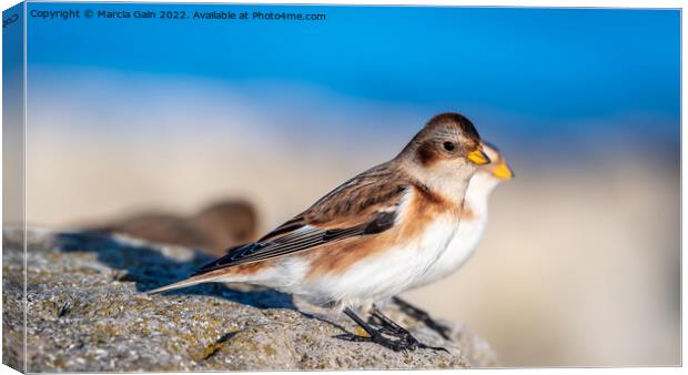 Snow buntings in the winter sun Canvas Print by Marcia Reay