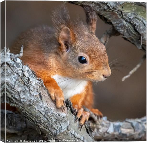 Red Squirrel Canvas Print by Marcia Reay