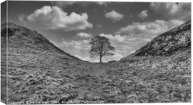 Sycamore Gap Canvas Print by Marcia Reay