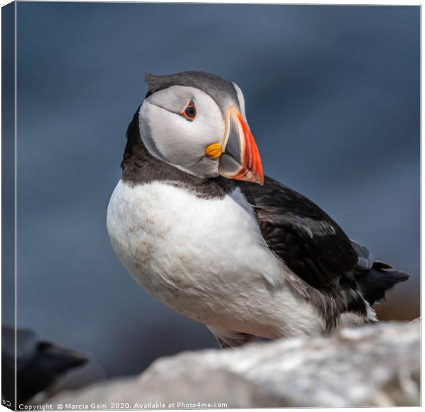 North Atlantic Puffin Canvas Print by Marcia Reay