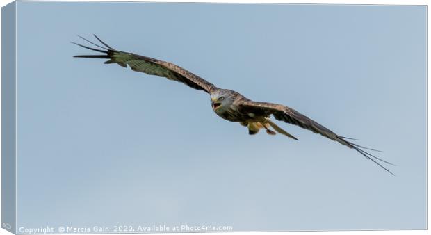 Red Kite Canvas Print by Marcia Reay