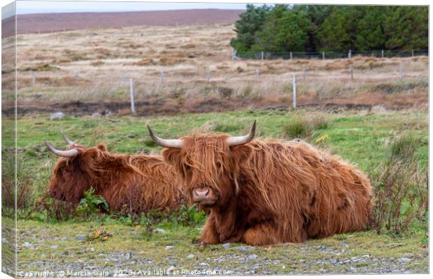 Highland Cattle in Scotland Canvas Print by Marcia Reay