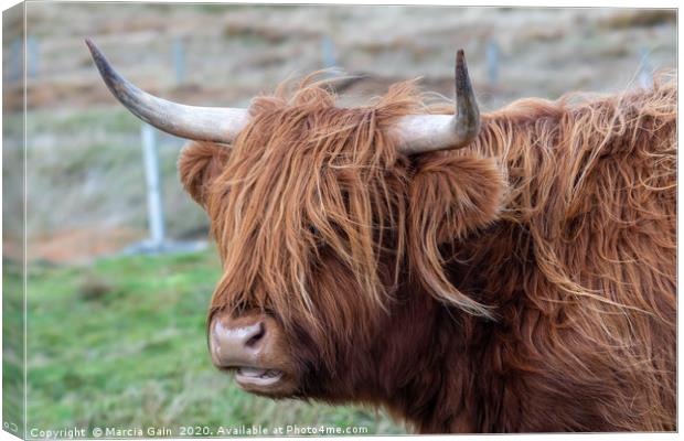 Highland Cattle Canvas Print by Marcia Reay