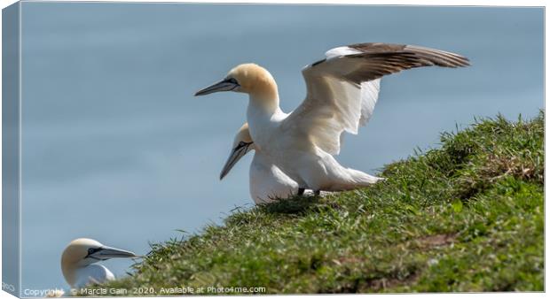 Gannet ready for take off Canvas Print by Marcia Reay