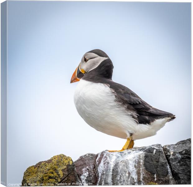 Puffin Lookout Canvas Print by Marcia Reay
