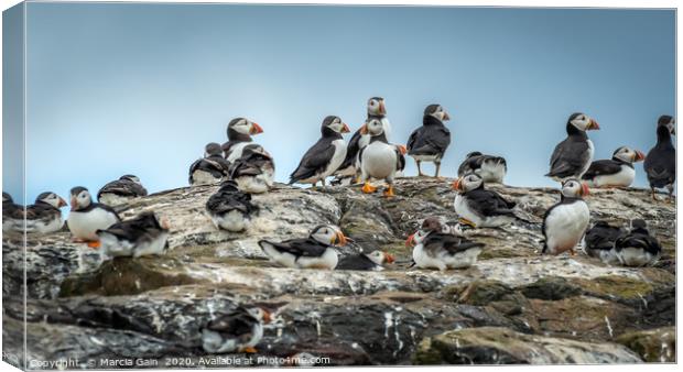 North Atlantic Puffins Canvas Print by Marcia Reay