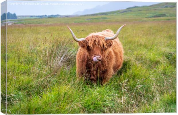 A large brown cow standing on top of a lush green field Canvas Print by Marcia Reay