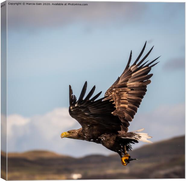 White Tailed Sea Eagle Canvas Print by Marcia Reay