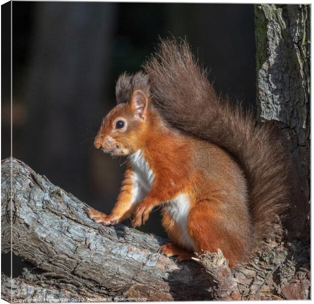 Red squirrel pose Canvas Print by Marcia Reay