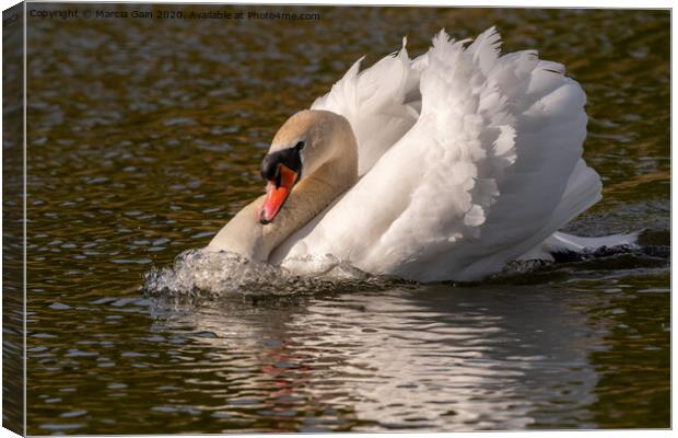 Swan Canvas Print by Marcia Reay